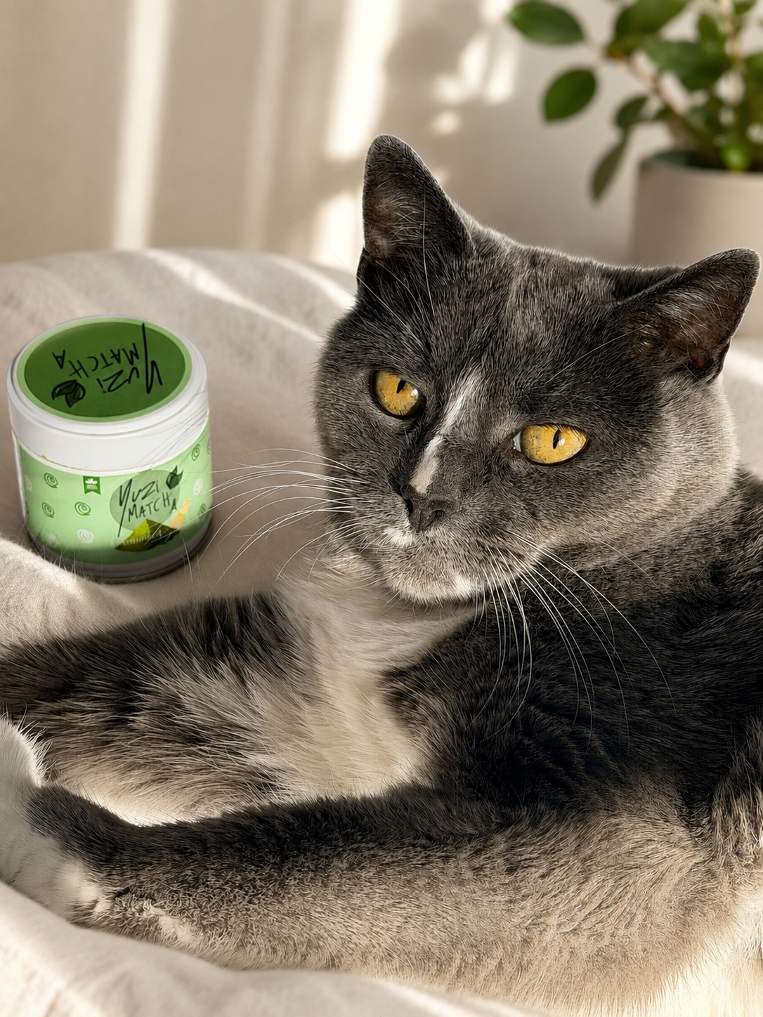 Yuzi Matcha burk med matcha te vid en grå katt i morgonljuset