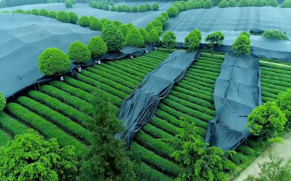 Skuggodlade teterrasser i Guizhou, Kina